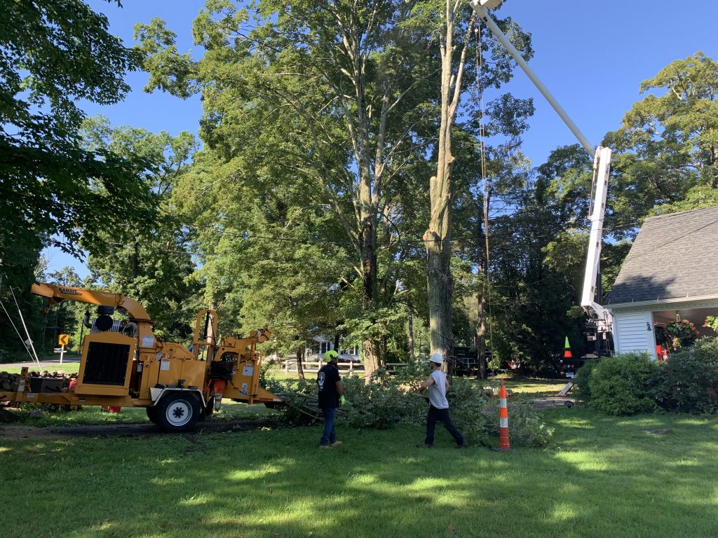 Tree Pruning Crew working Tree Pruning Crew working